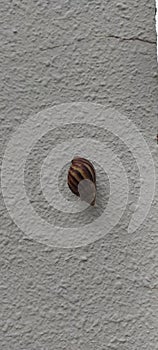 Gastropoda, Cornu aspersumÂ known by theÂ common nameÂ garden snail, island snail in the white wall, Garden snail walking